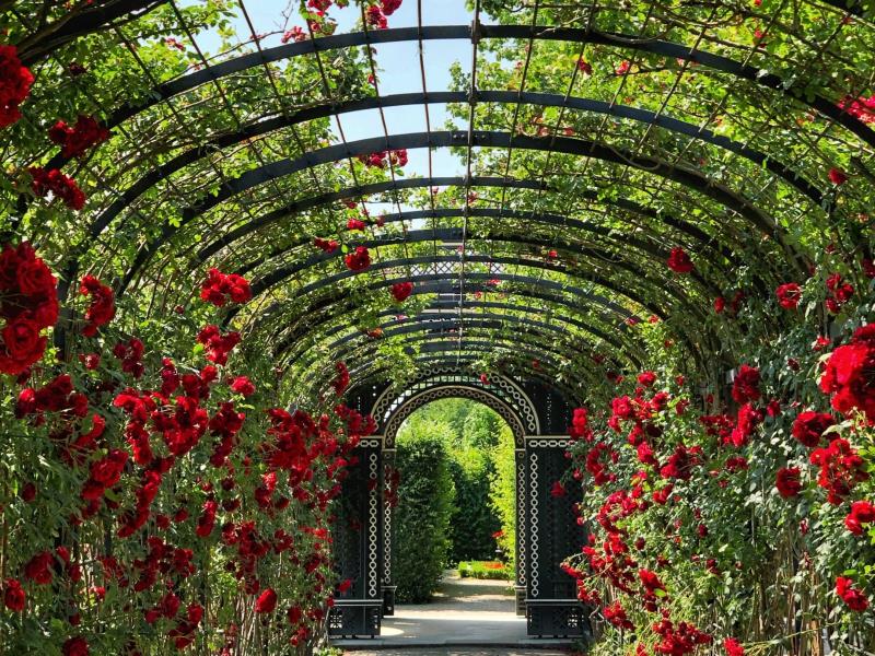 Rose Garden